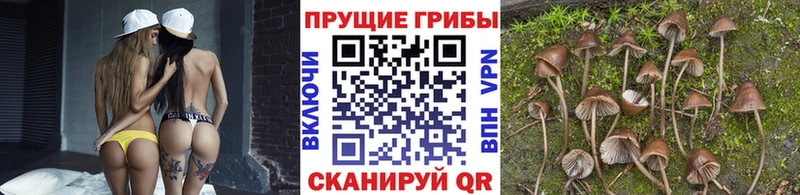 Галлюциногенные грибы прущие грибы  Купить  Дятьково 